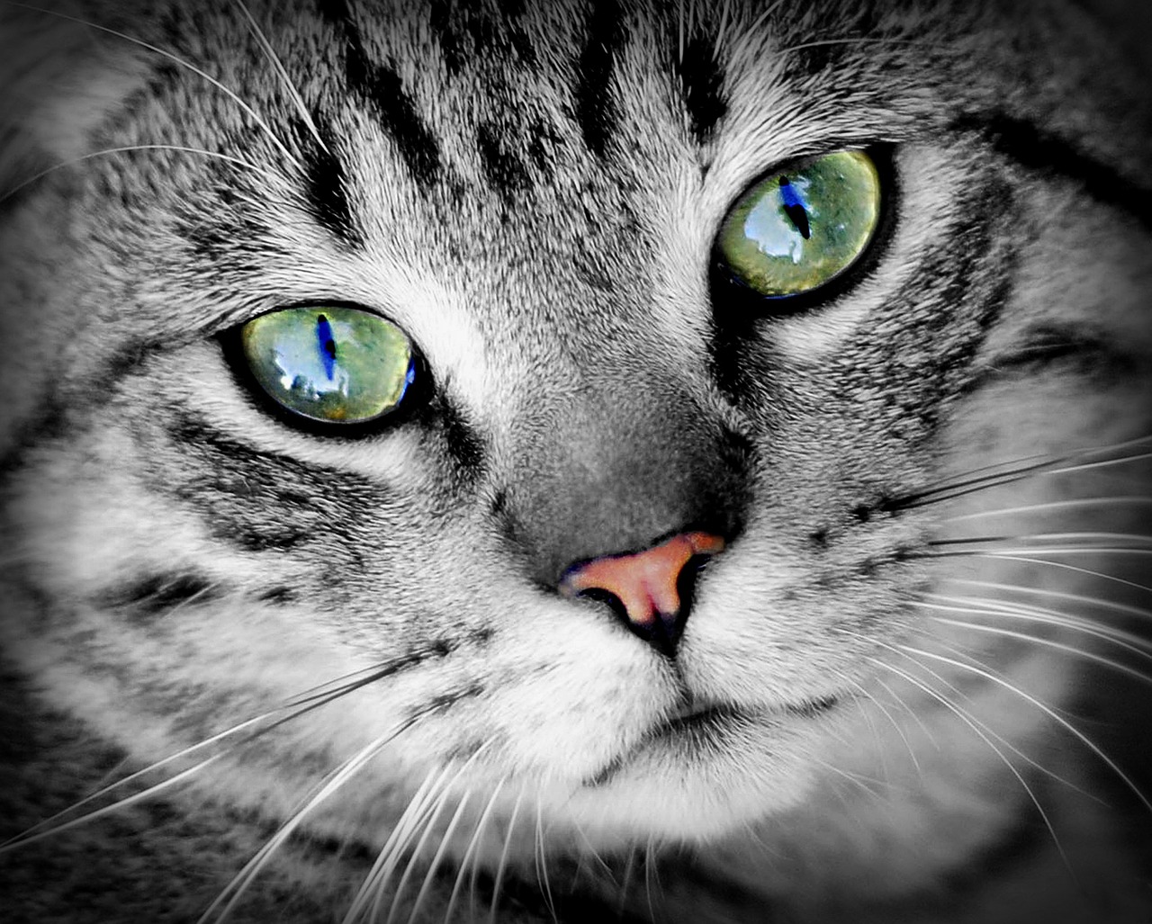 cat animal animal portrait free photo