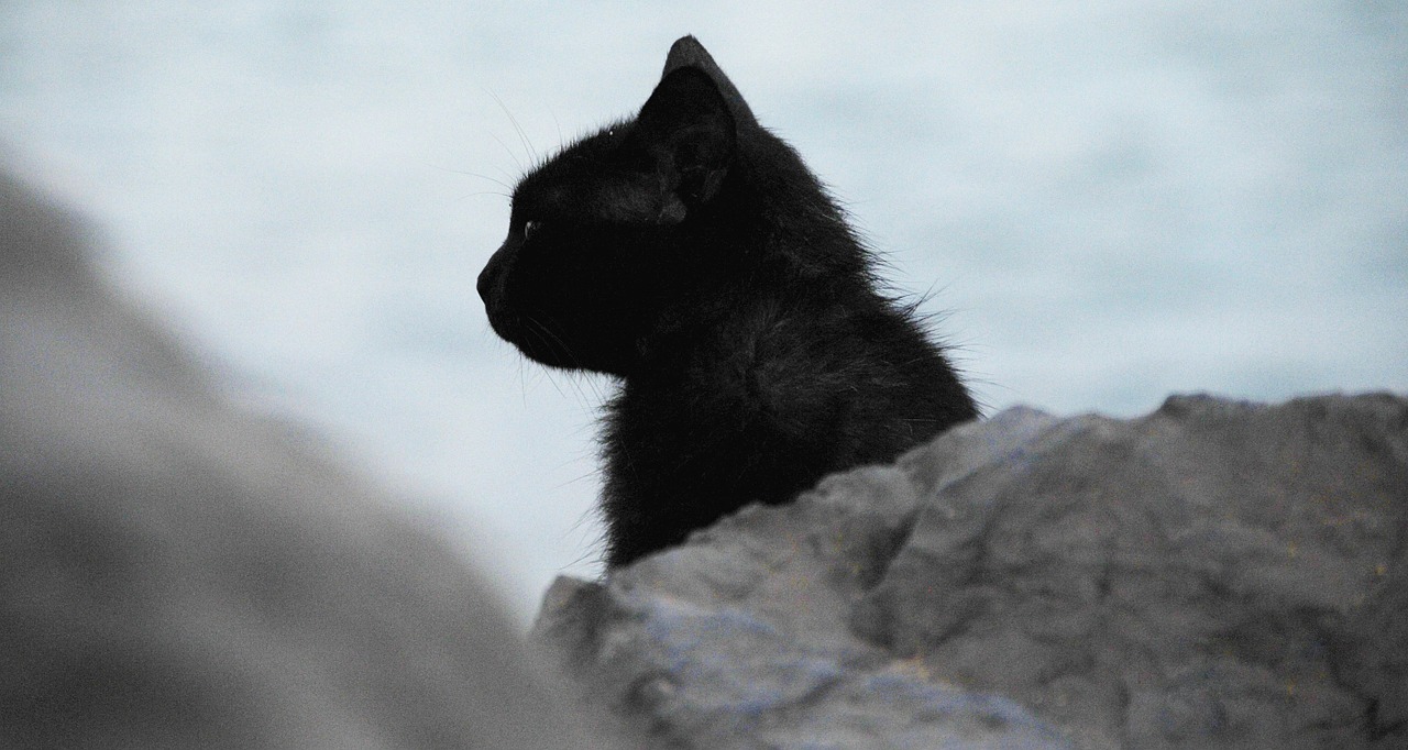 cat black profile free photo