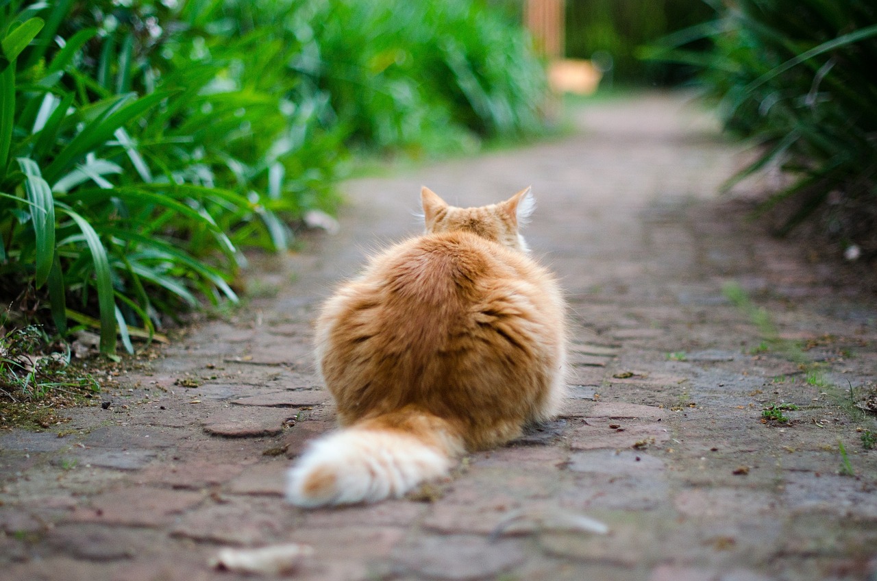 cat outdoor terrace free photo