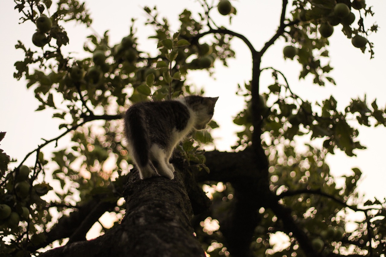 cat climbing tree free photo