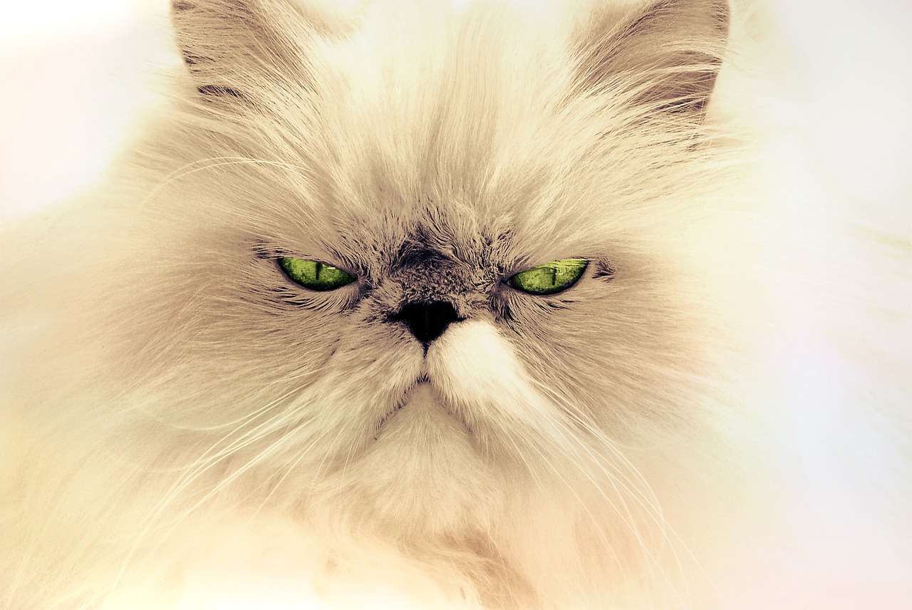 cat animal cat portrait free photo