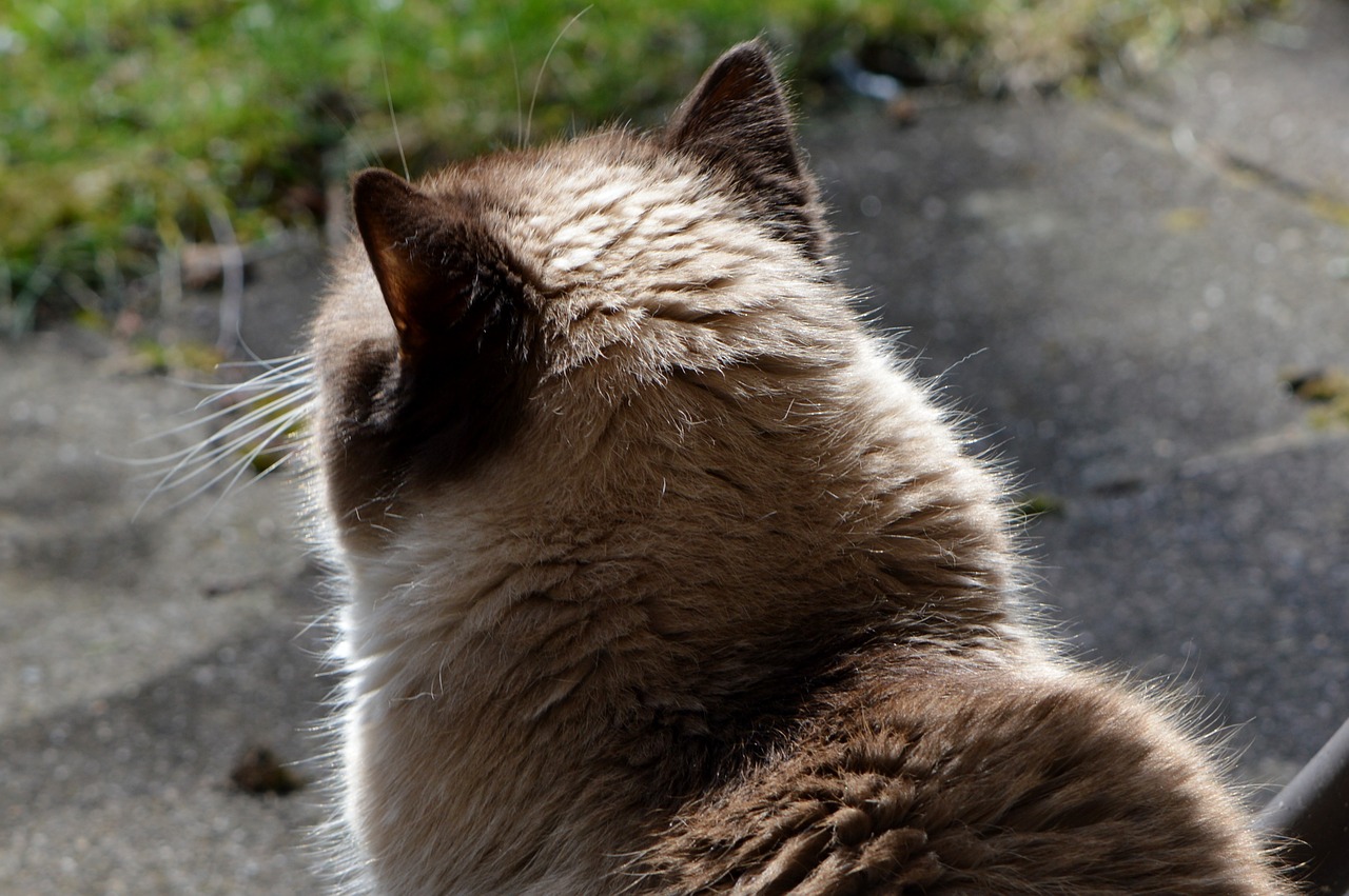 cat british shorthair beige free photo