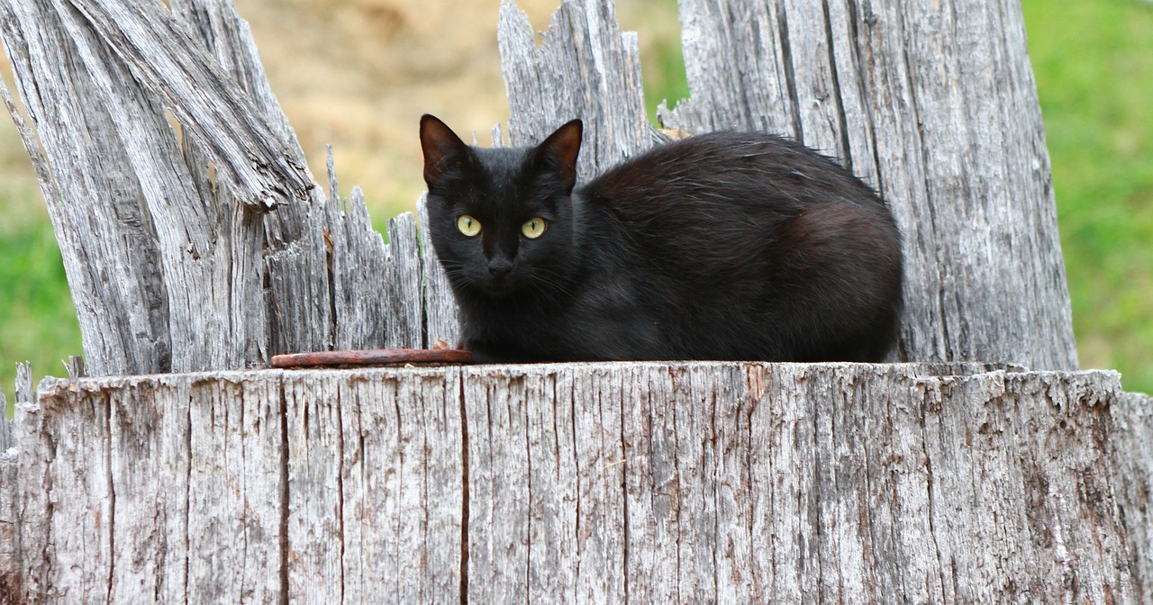 cat black animal free photo