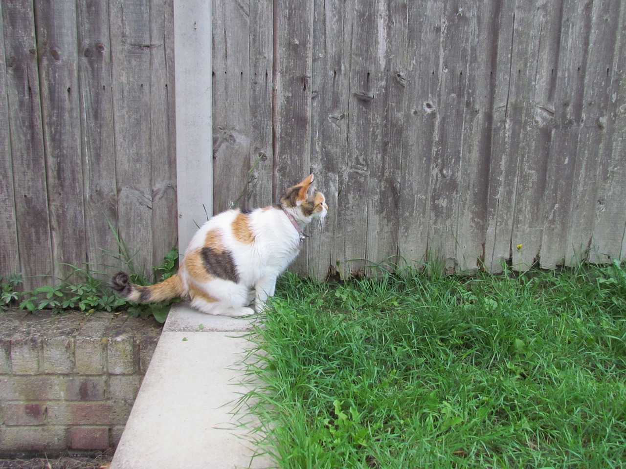 cat garden tortoiseshell free photo