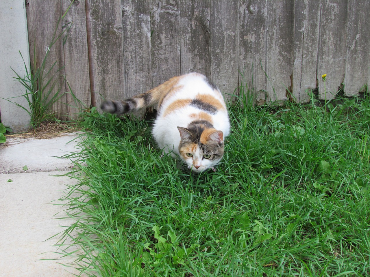 cat garden tortoiseshell free photo