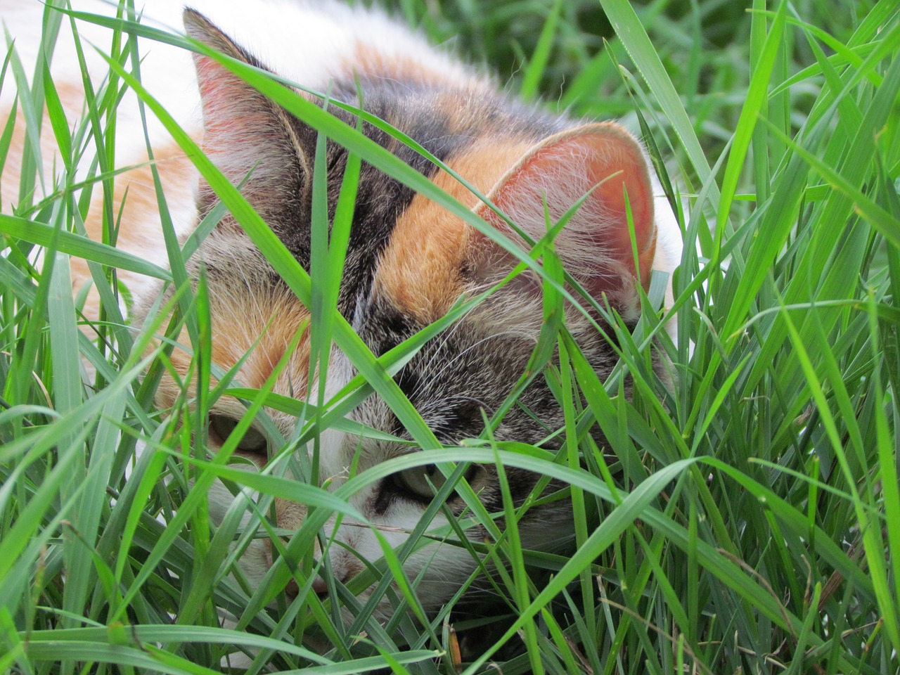 cat garden tortoiseshell free photo