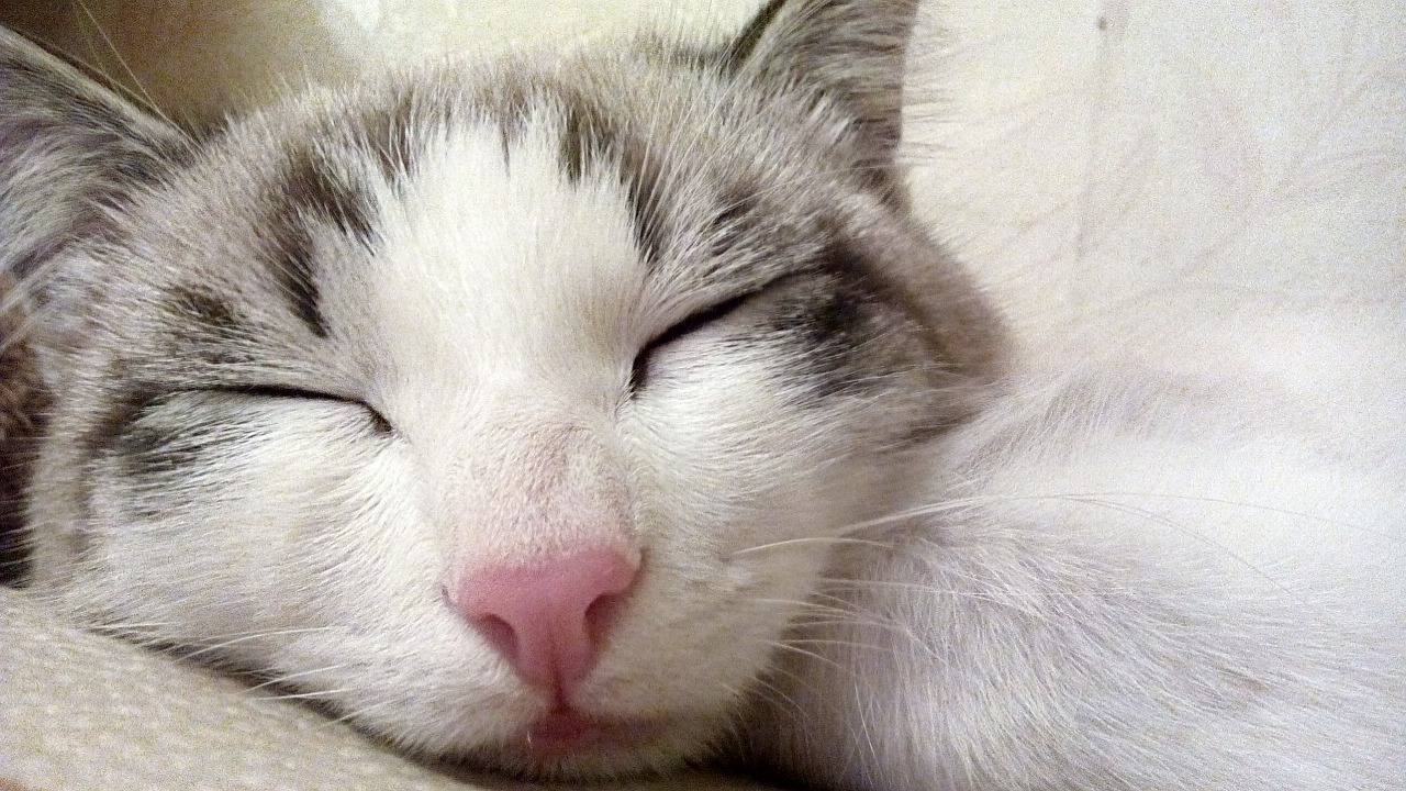 cat sleeping cat pets free photo