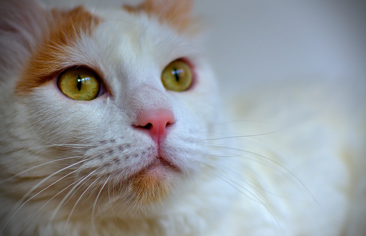 cat turkish van white free photo