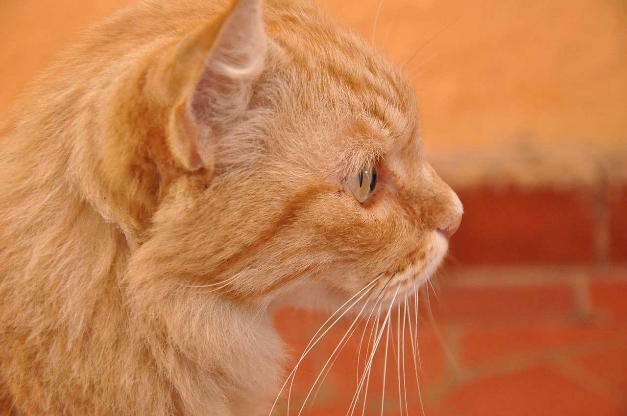 cat orange pet free photo