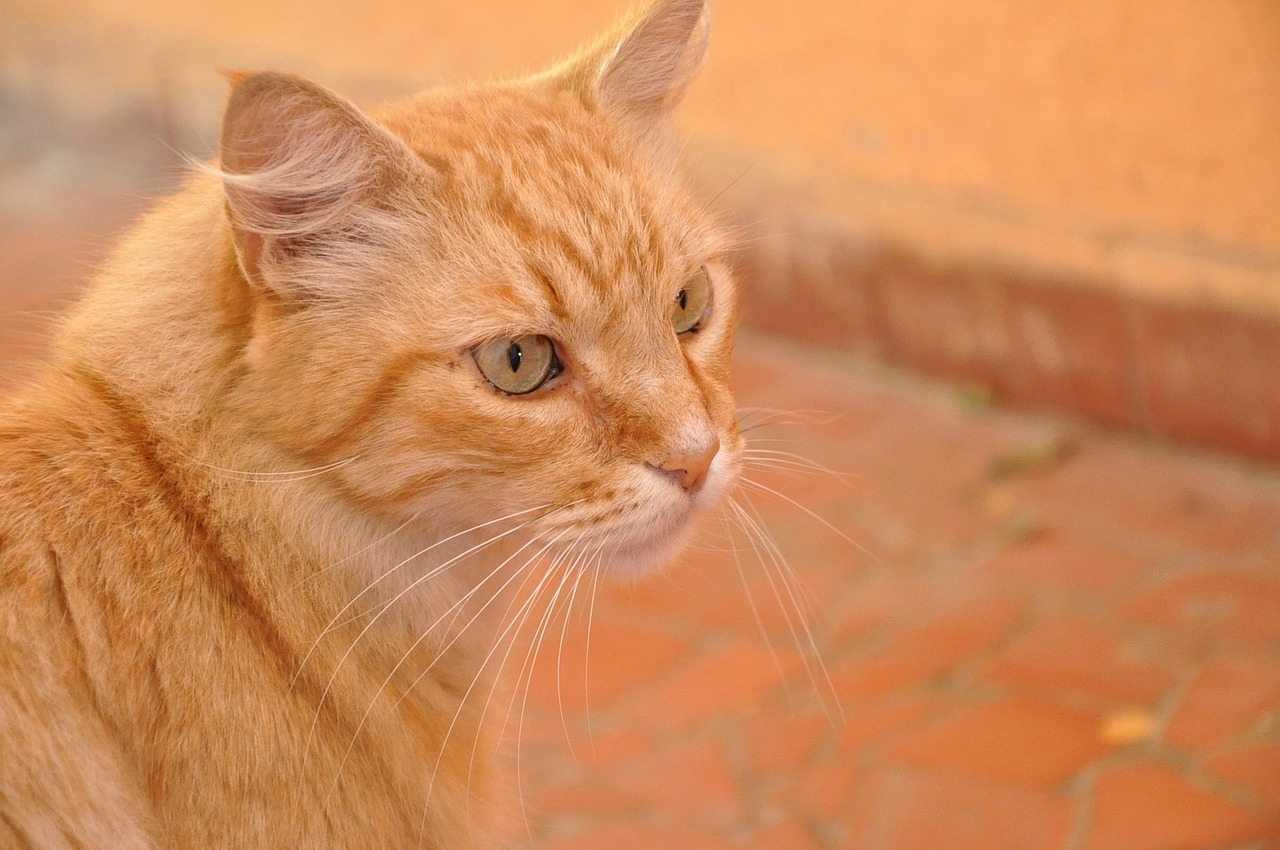 cat orange pet free photo