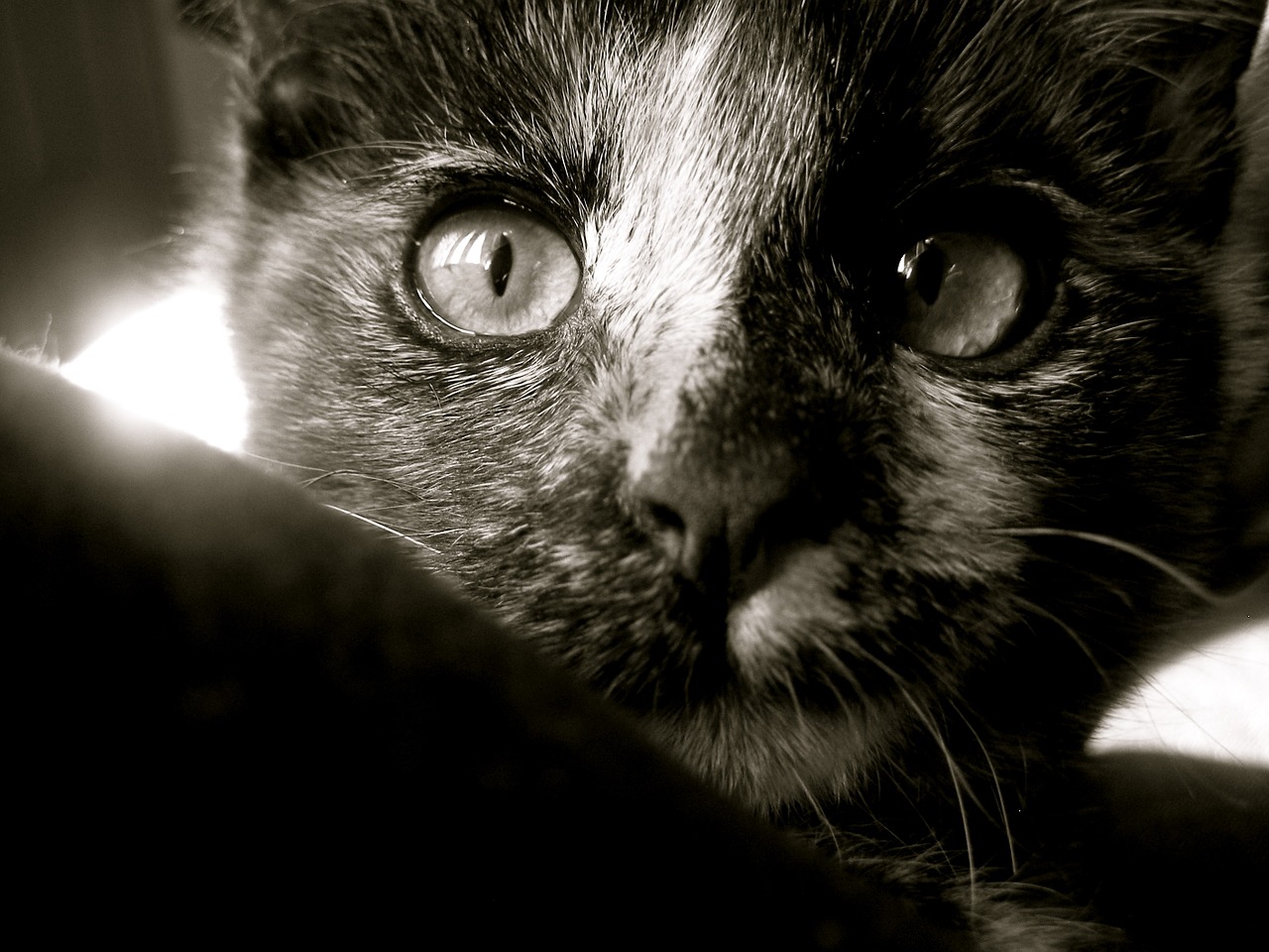 cat kitten black and white free photo