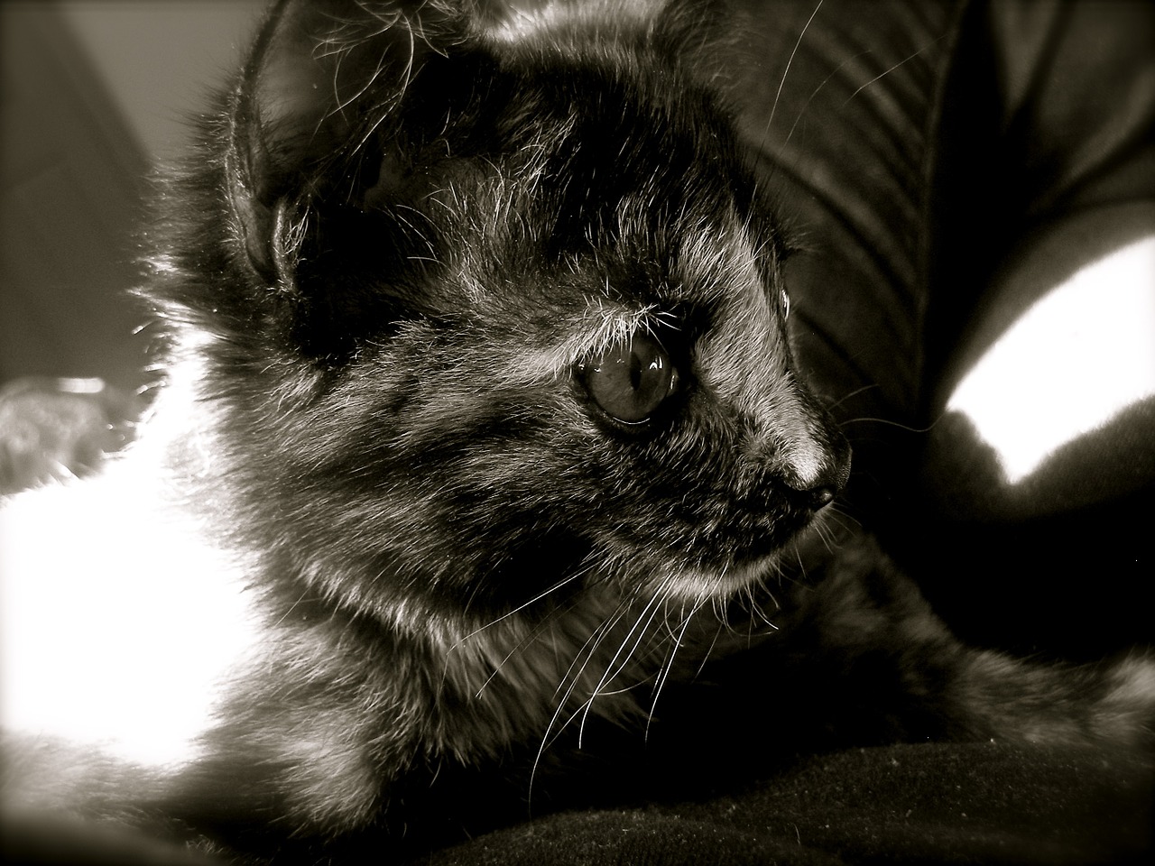 cat kitten black and white free photo