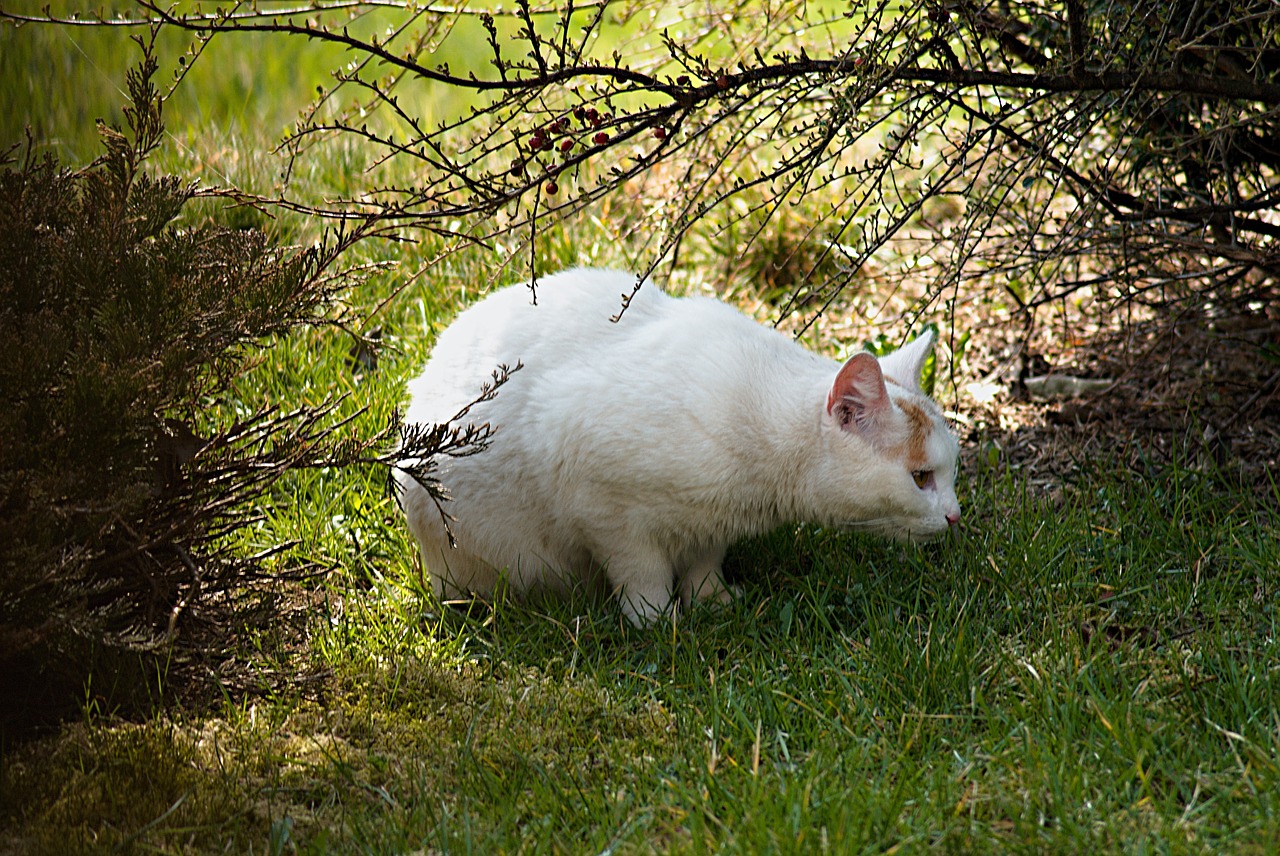 cat on the prowl white free photo