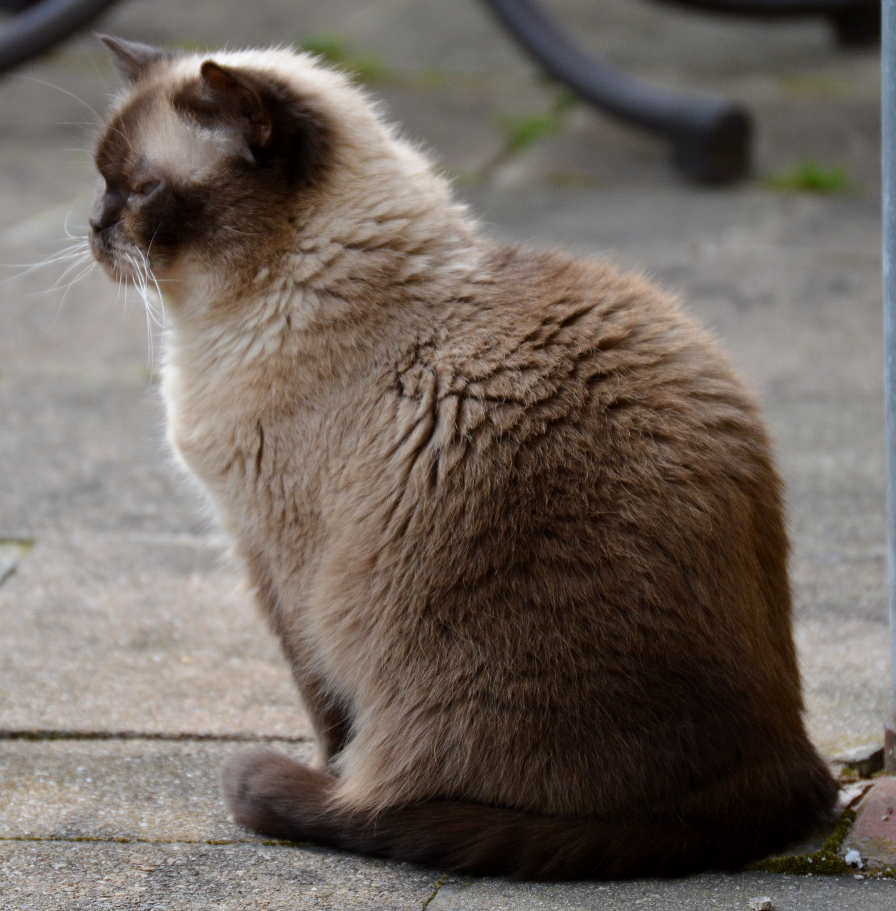 cat mieze british shorthair free photo