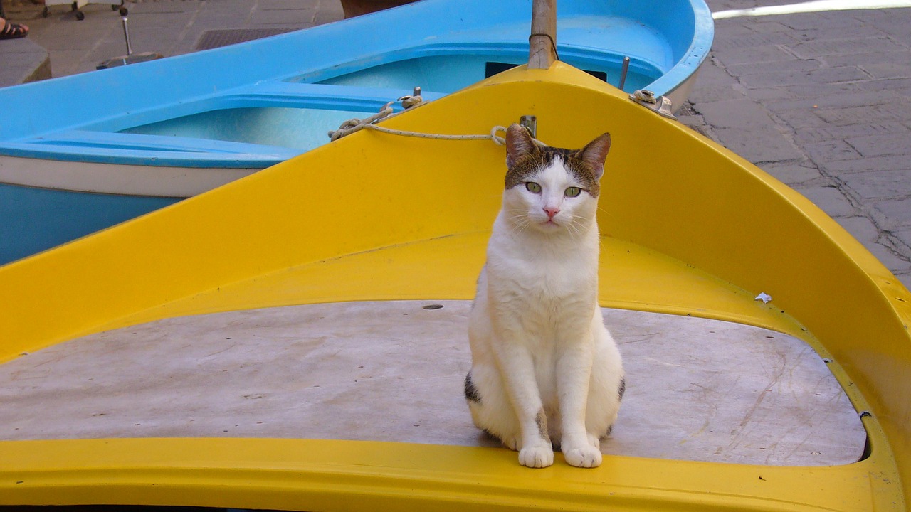cat barca yellow free photo