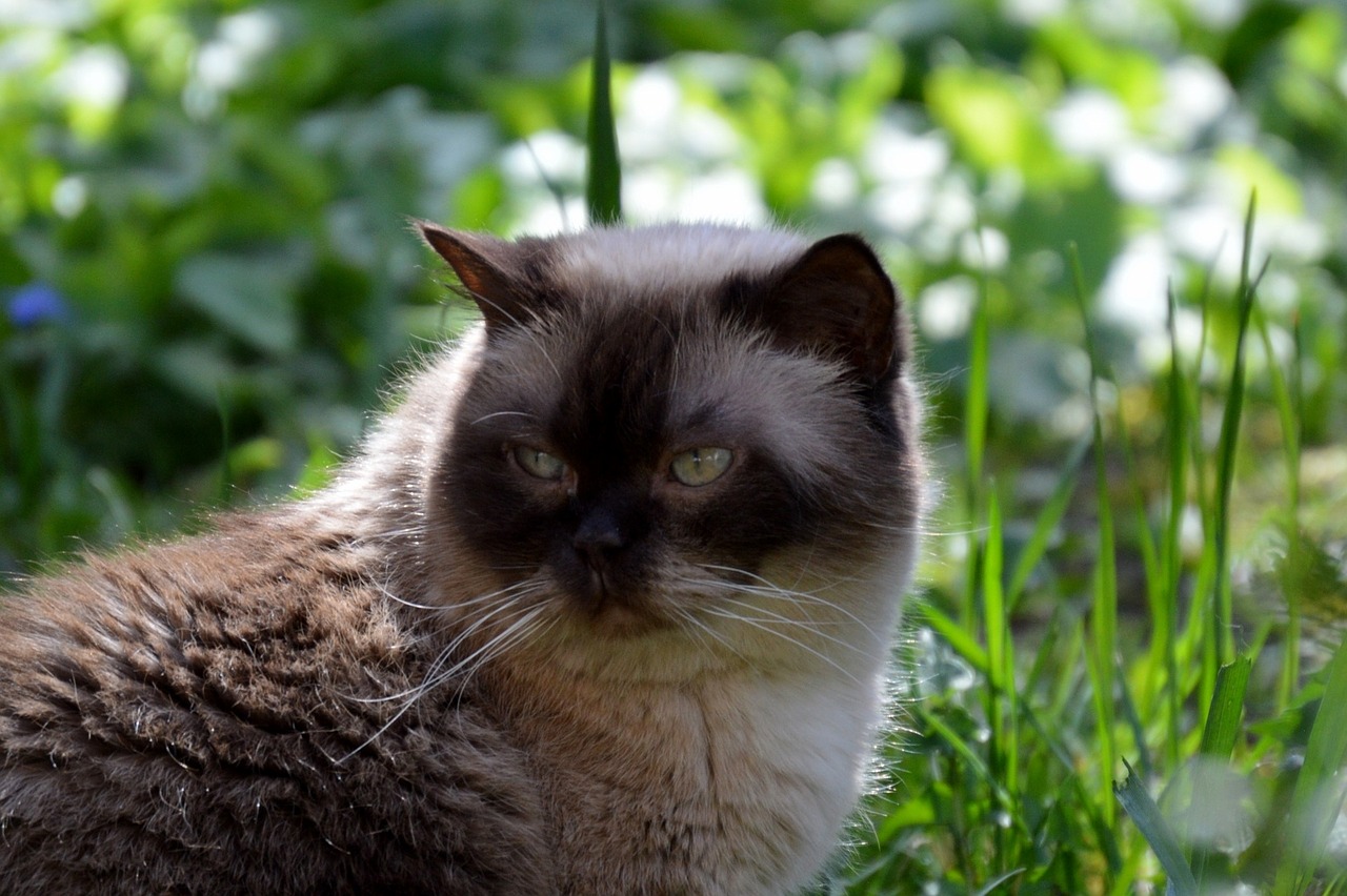 cat mieze british shorthair free photo