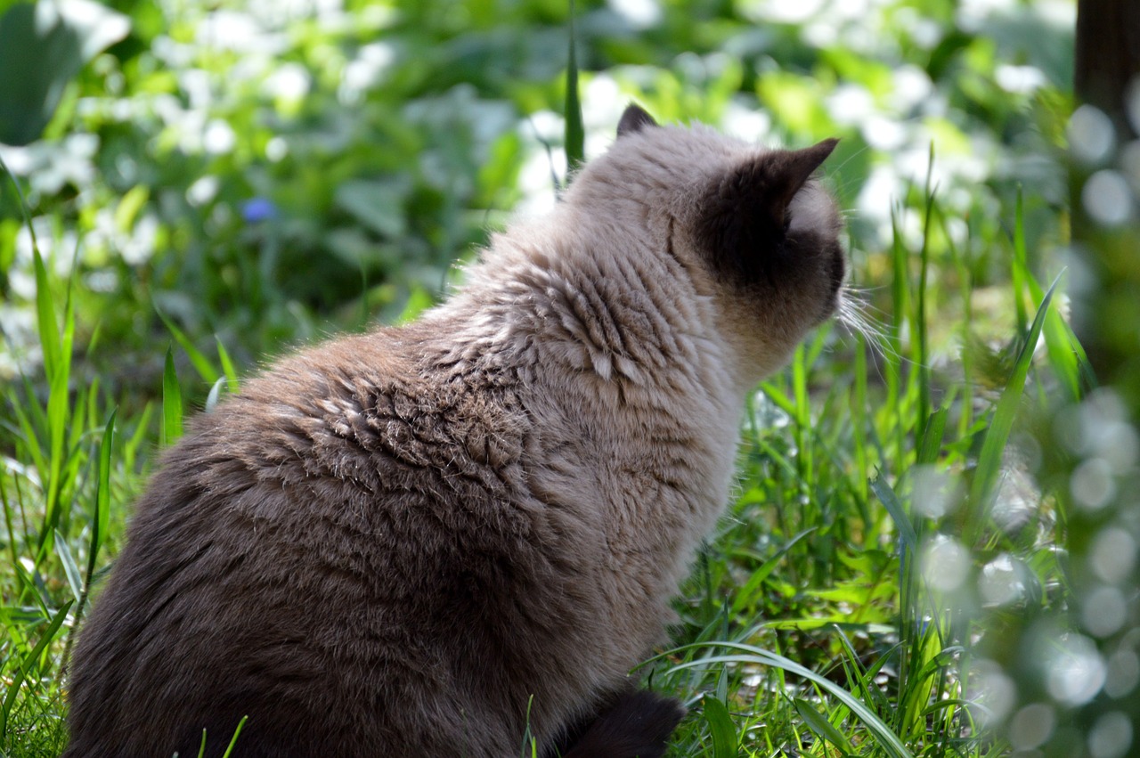 cat mieze british shorthair free photo