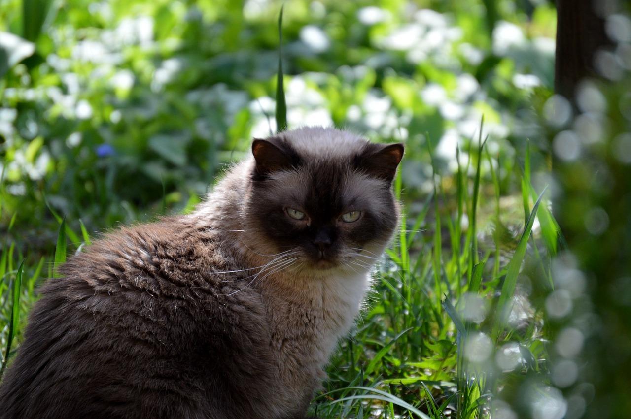 cat mieze british shorthair free photo