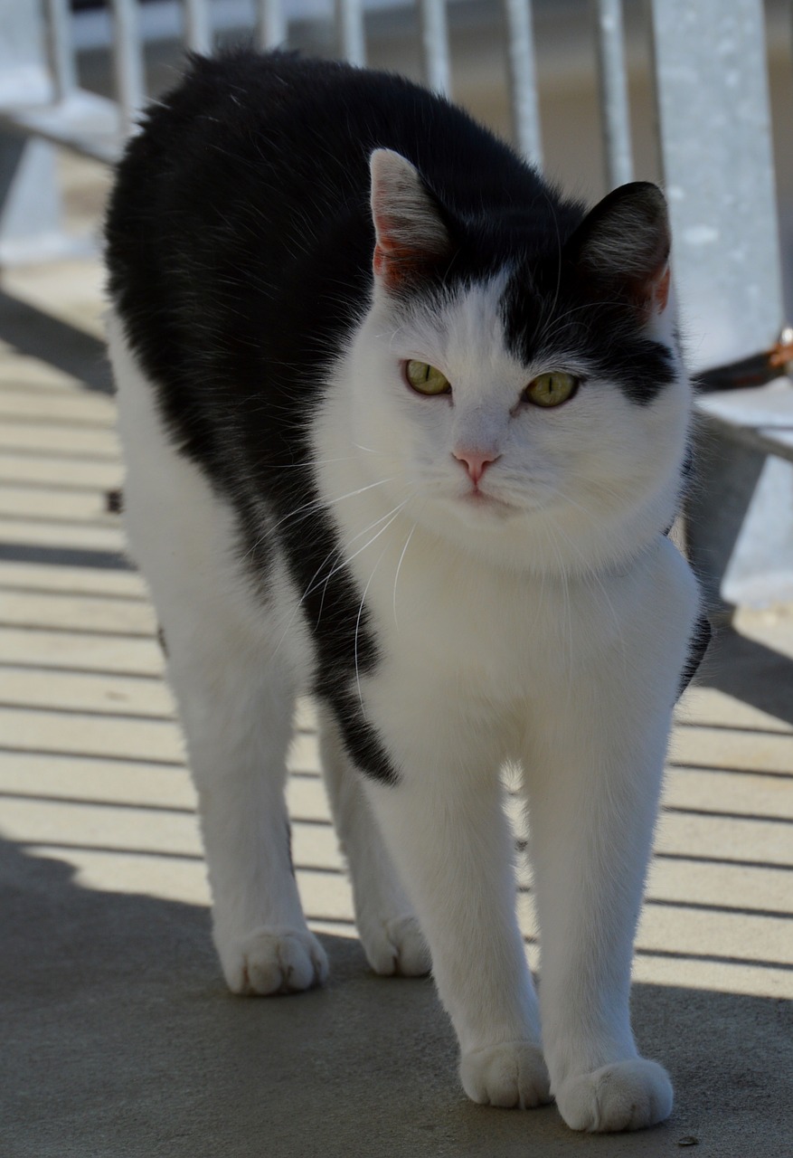 cat black and white domestic cat free photo