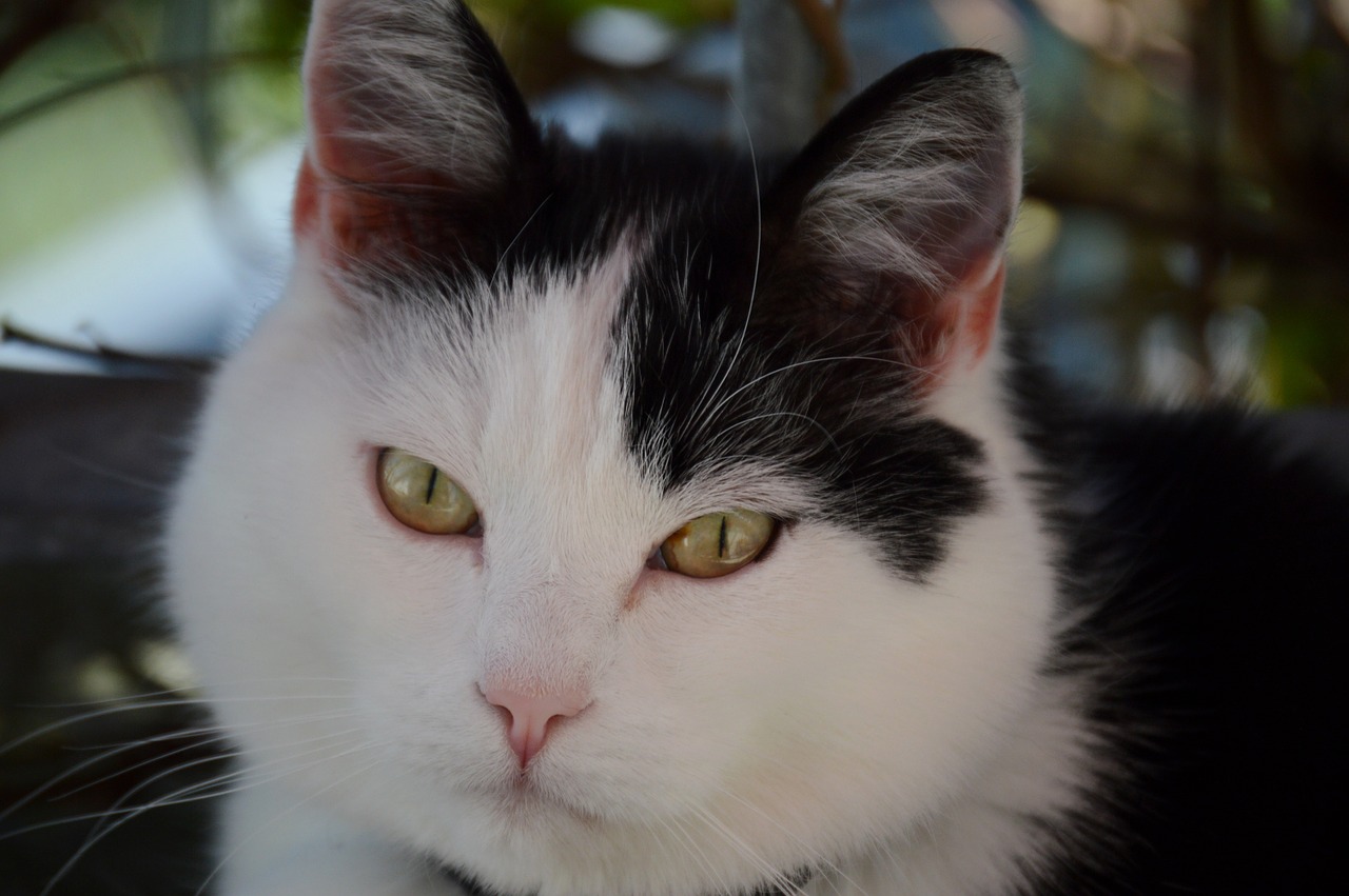 cat black and white domestic cat free photo