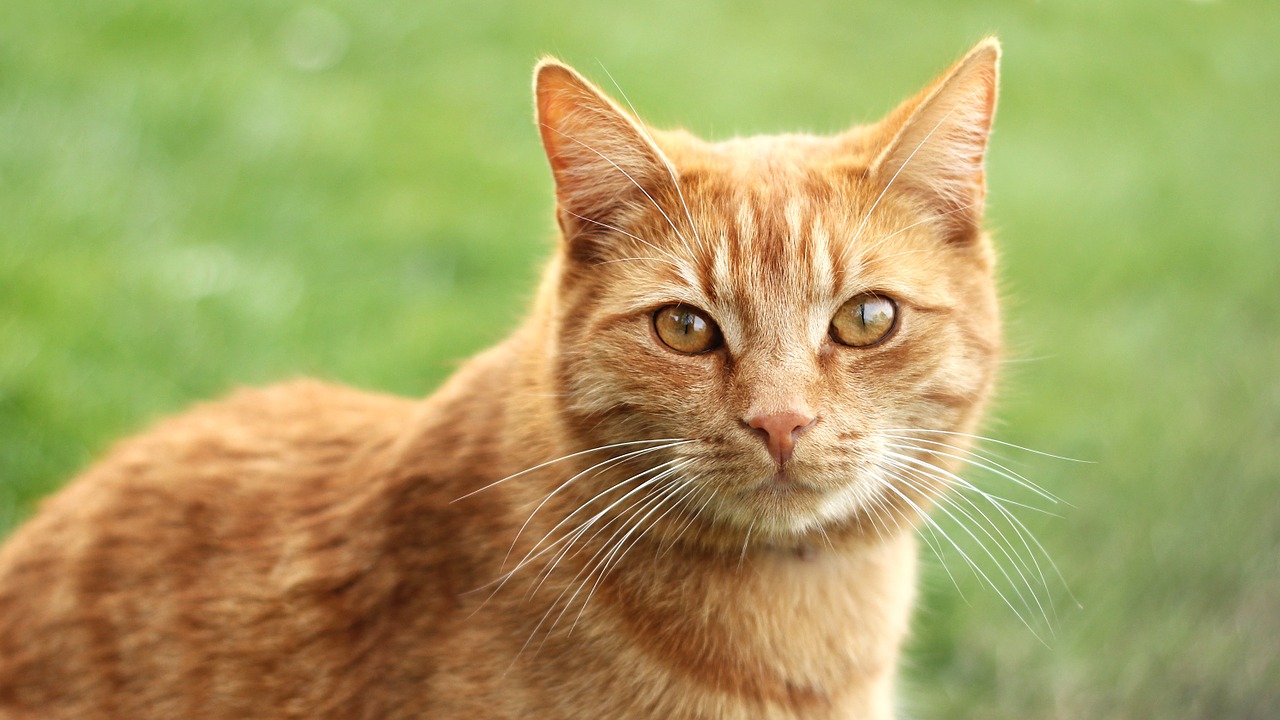 cat redheaded tomcat free photo