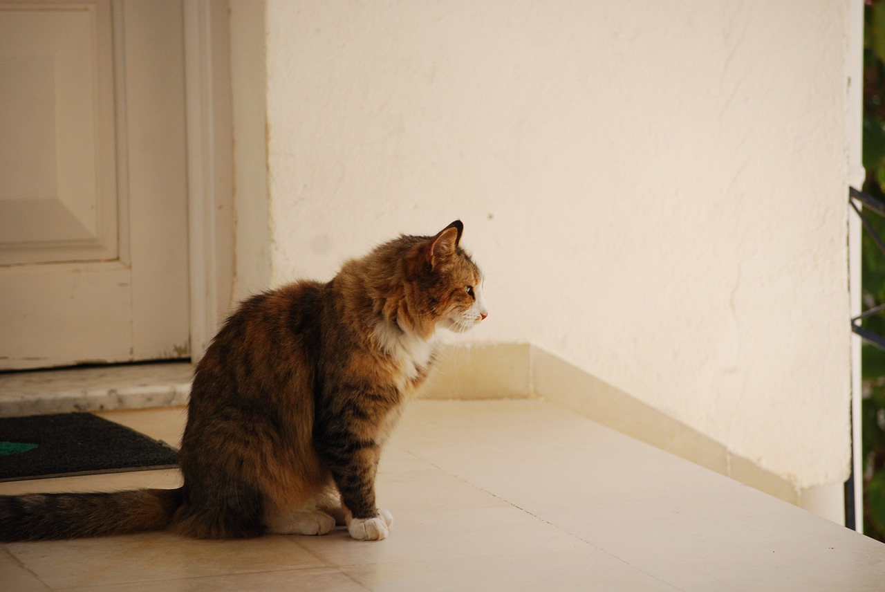 cat tabby outside free photo