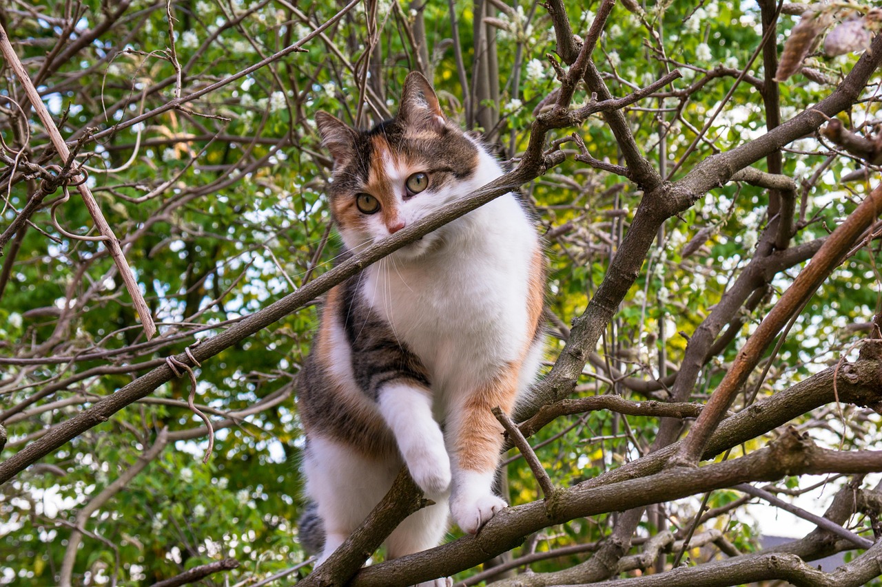 cat climb aesthetic free photo