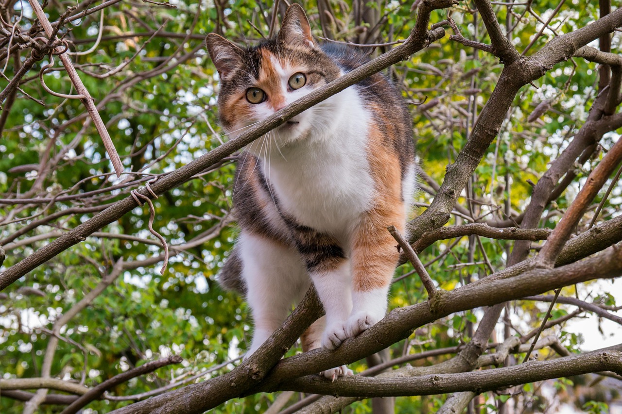 cat climb aesthetic free photo