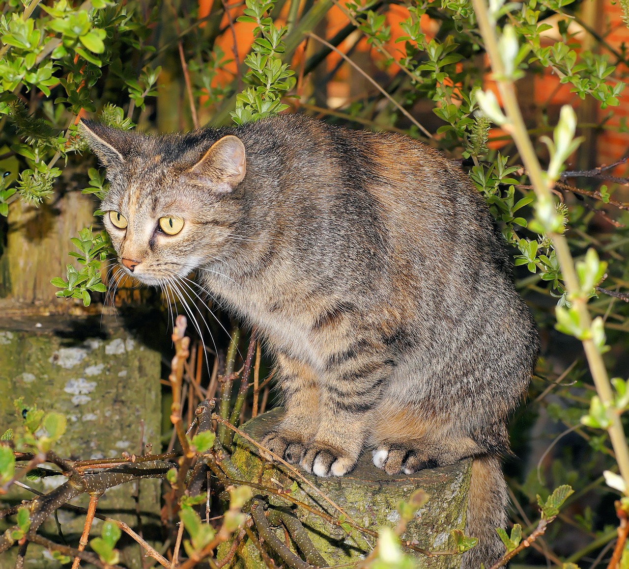 cat garden domestic cat free photo