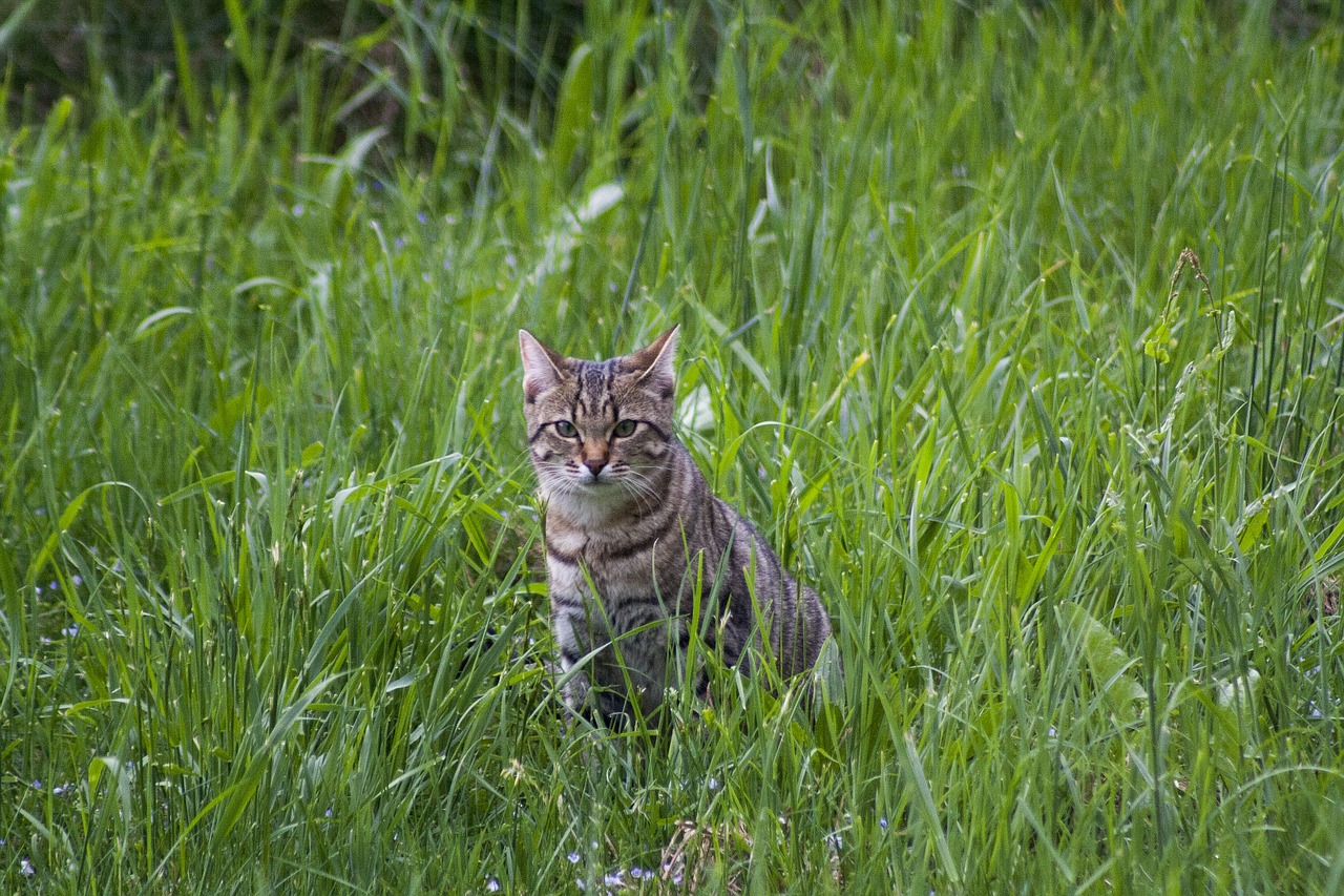 cat meadow spring free photo