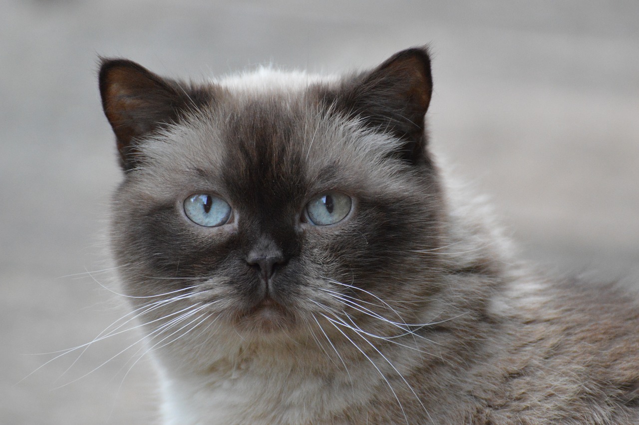 cat british shorthair mieze free photo