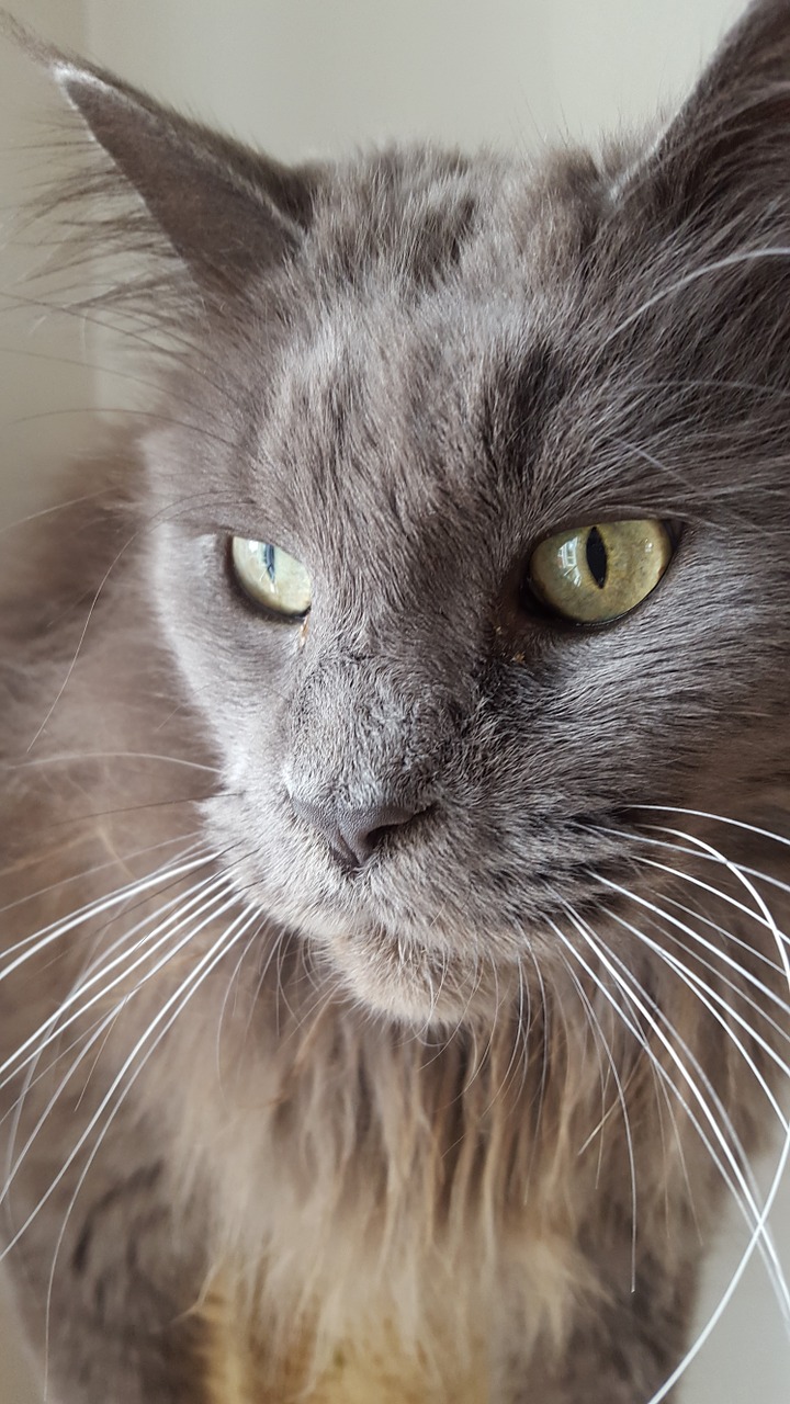 cat maine coon gray free photo