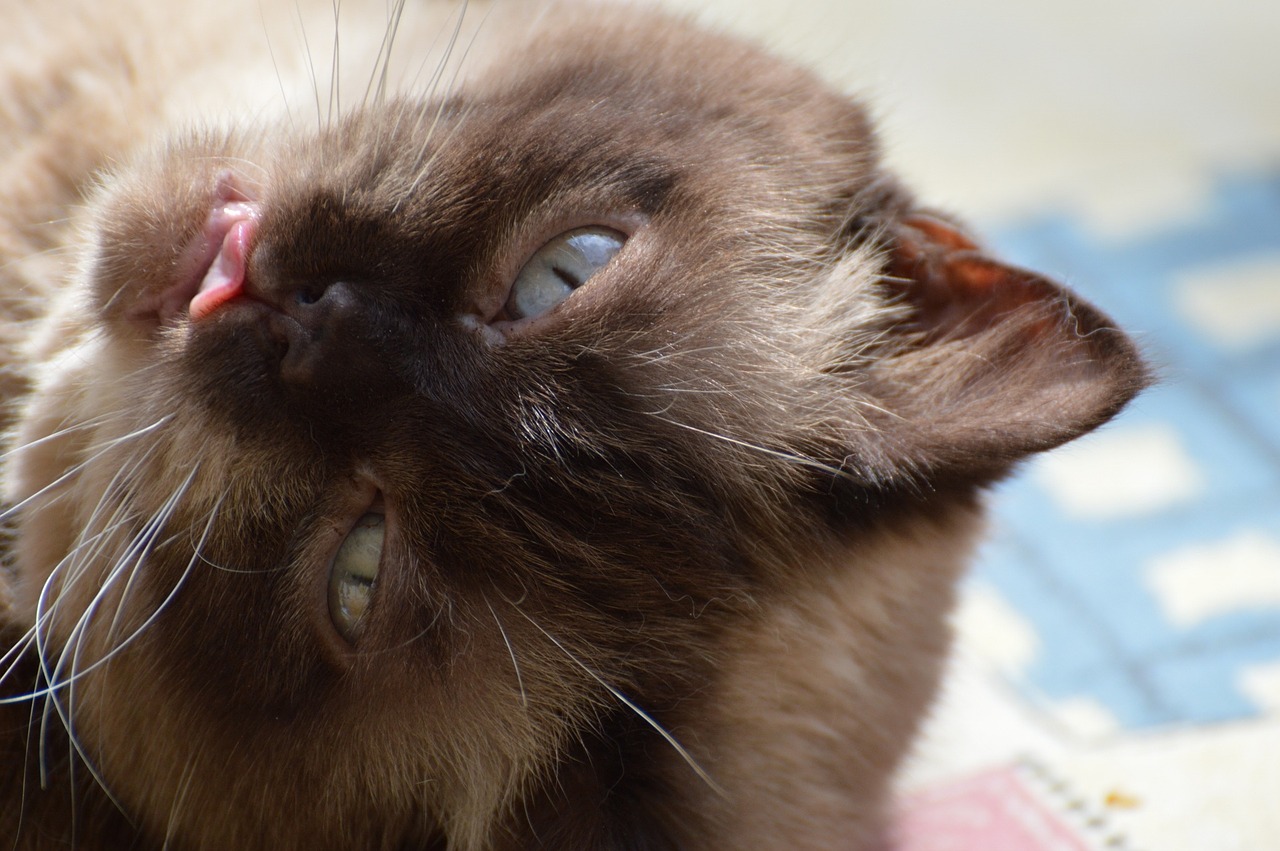 cat british shorthair mieze free photo