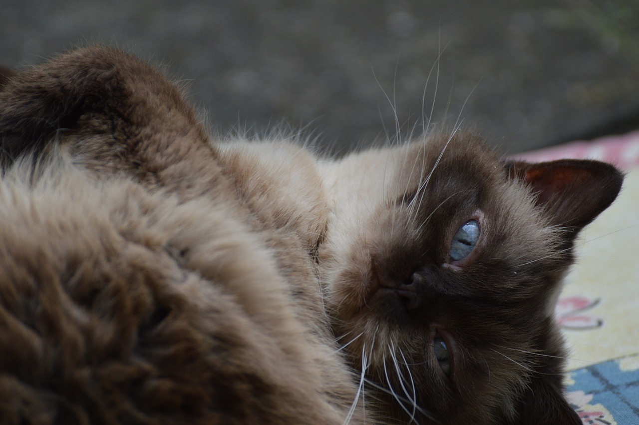 cat british shorthair mieze free photo