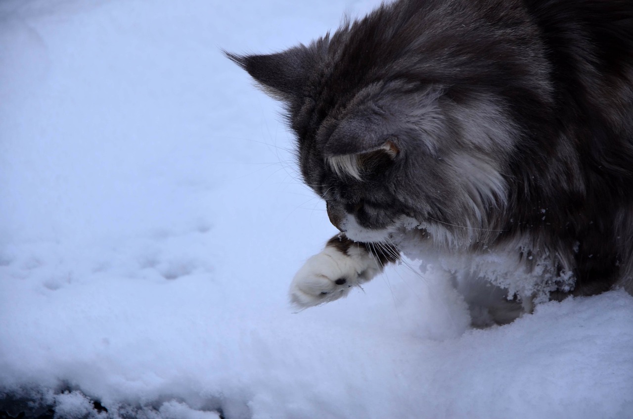 cat maine coon winter free photo