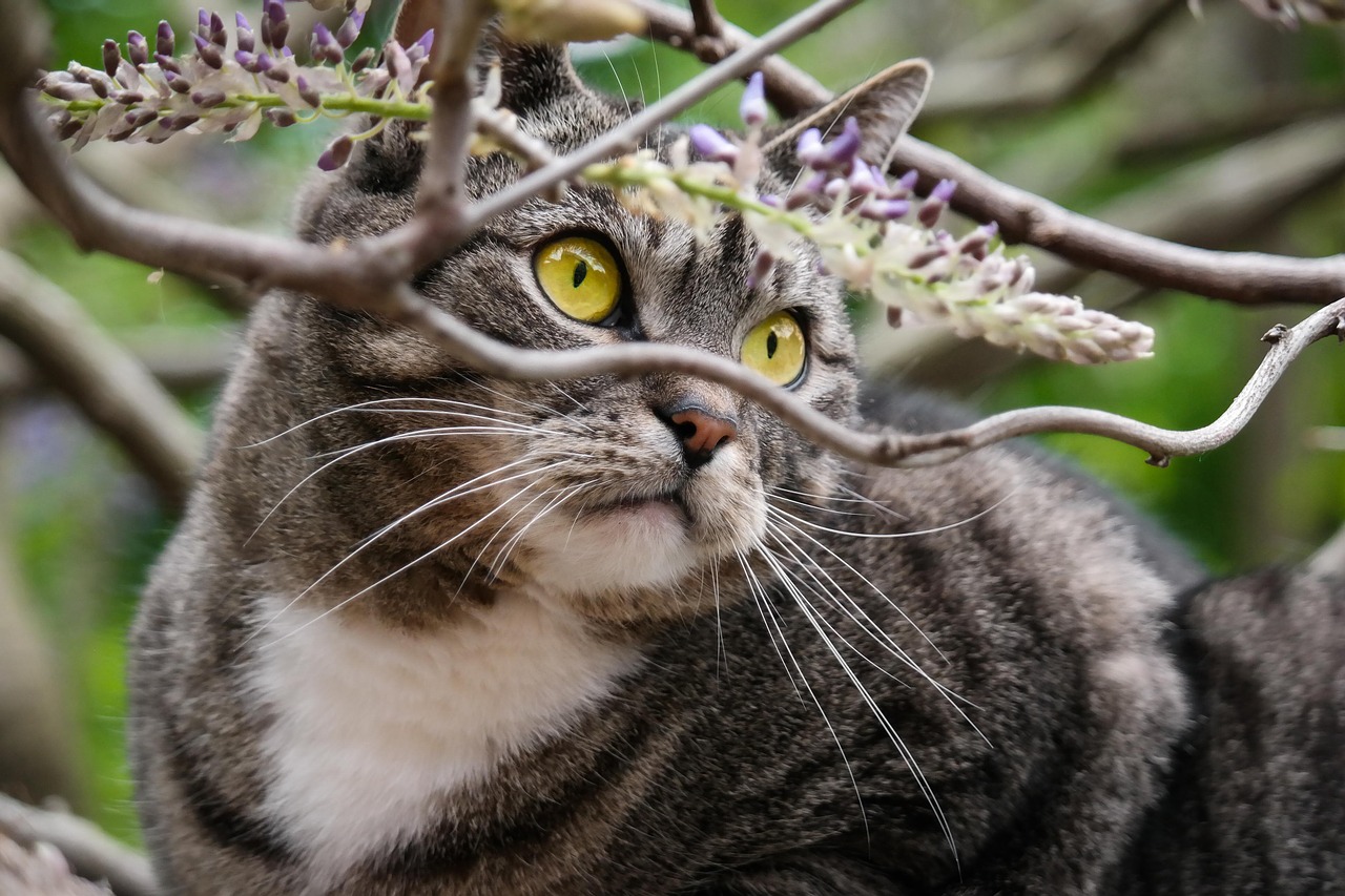 cat watch climb free photo