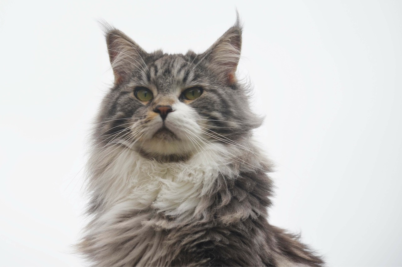 cat maine coon hairy free photo