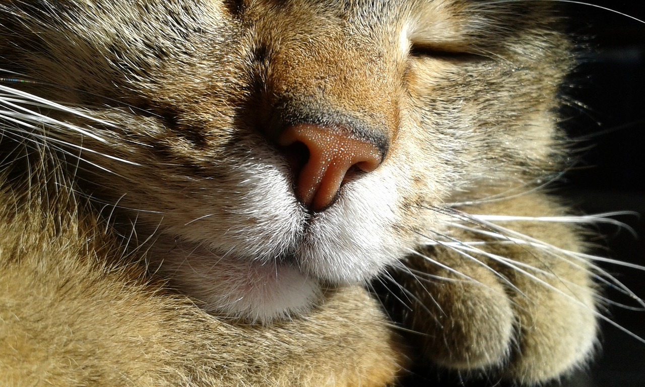 cat nose close up free photo