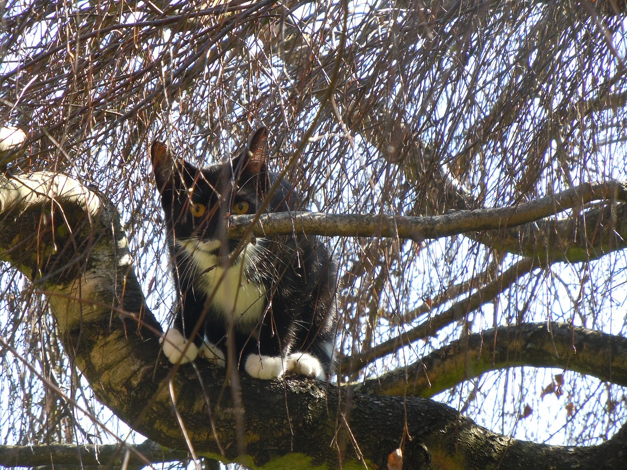 cat tree cat in the tree free photo