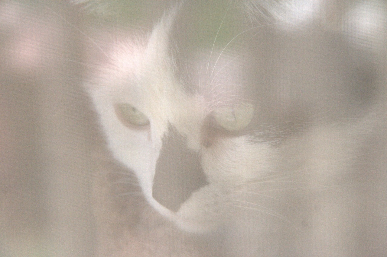 cat screen animal free photo