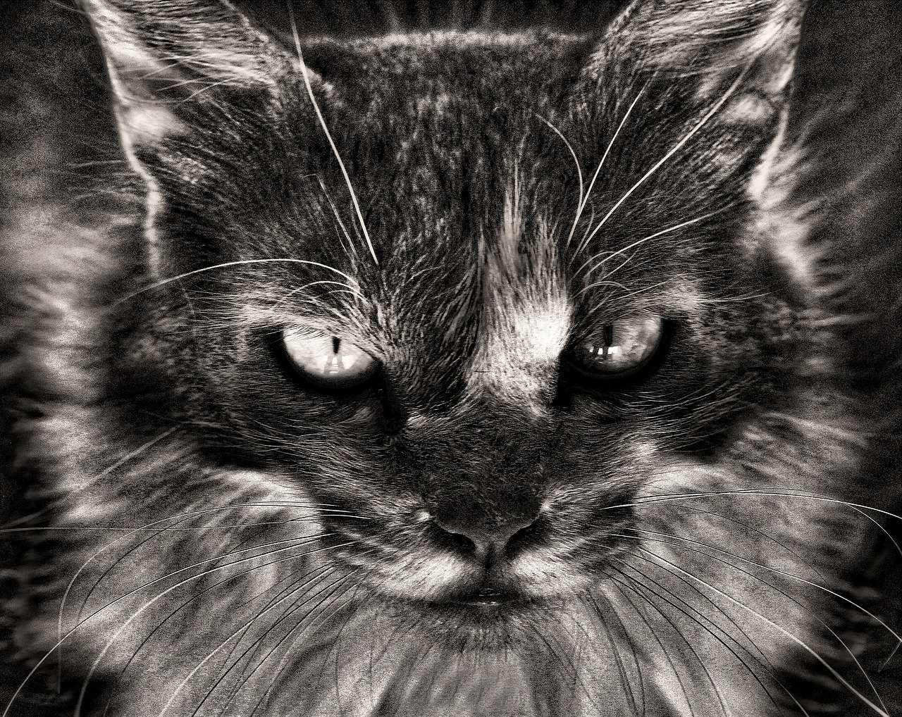 cat feline animal portrait free photo