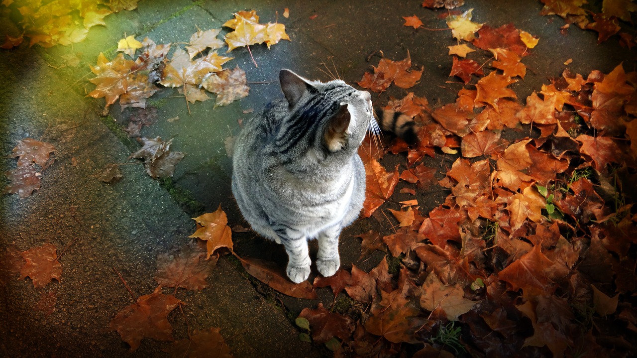 cat leaves autumn free photo