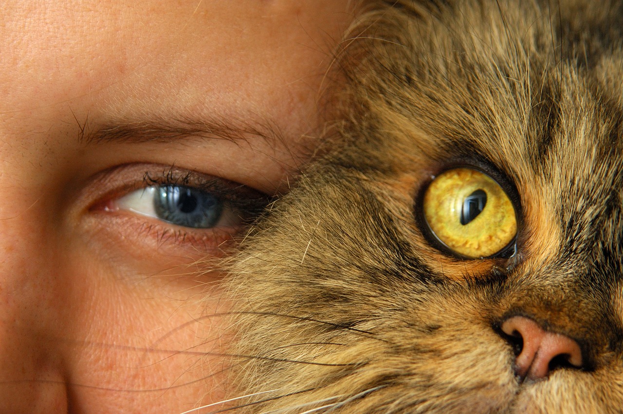 cat person cat's eye free photo