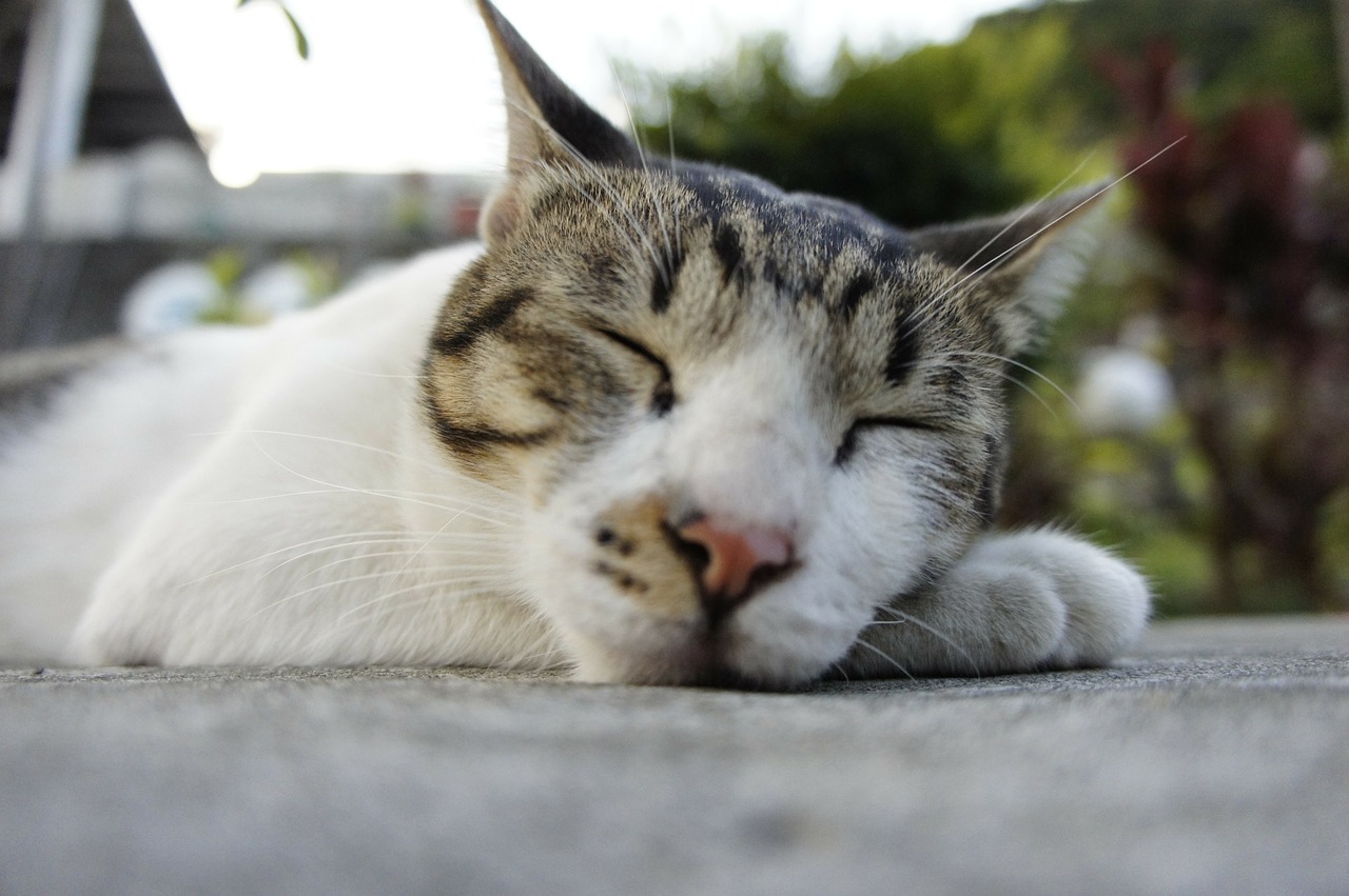 cat sleeping their palate free pictures free photo
