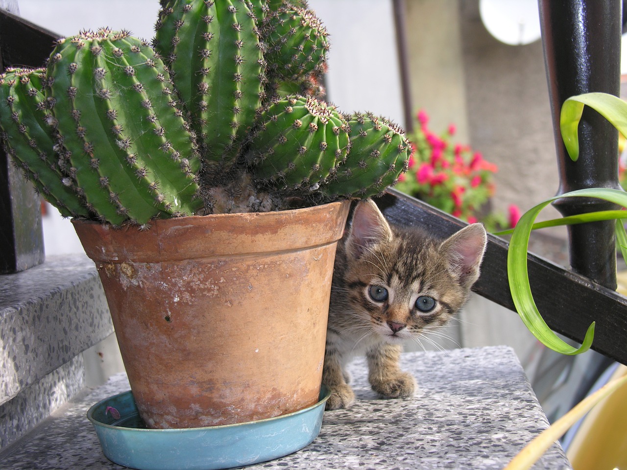 cat cactus bought my kittens free photo
