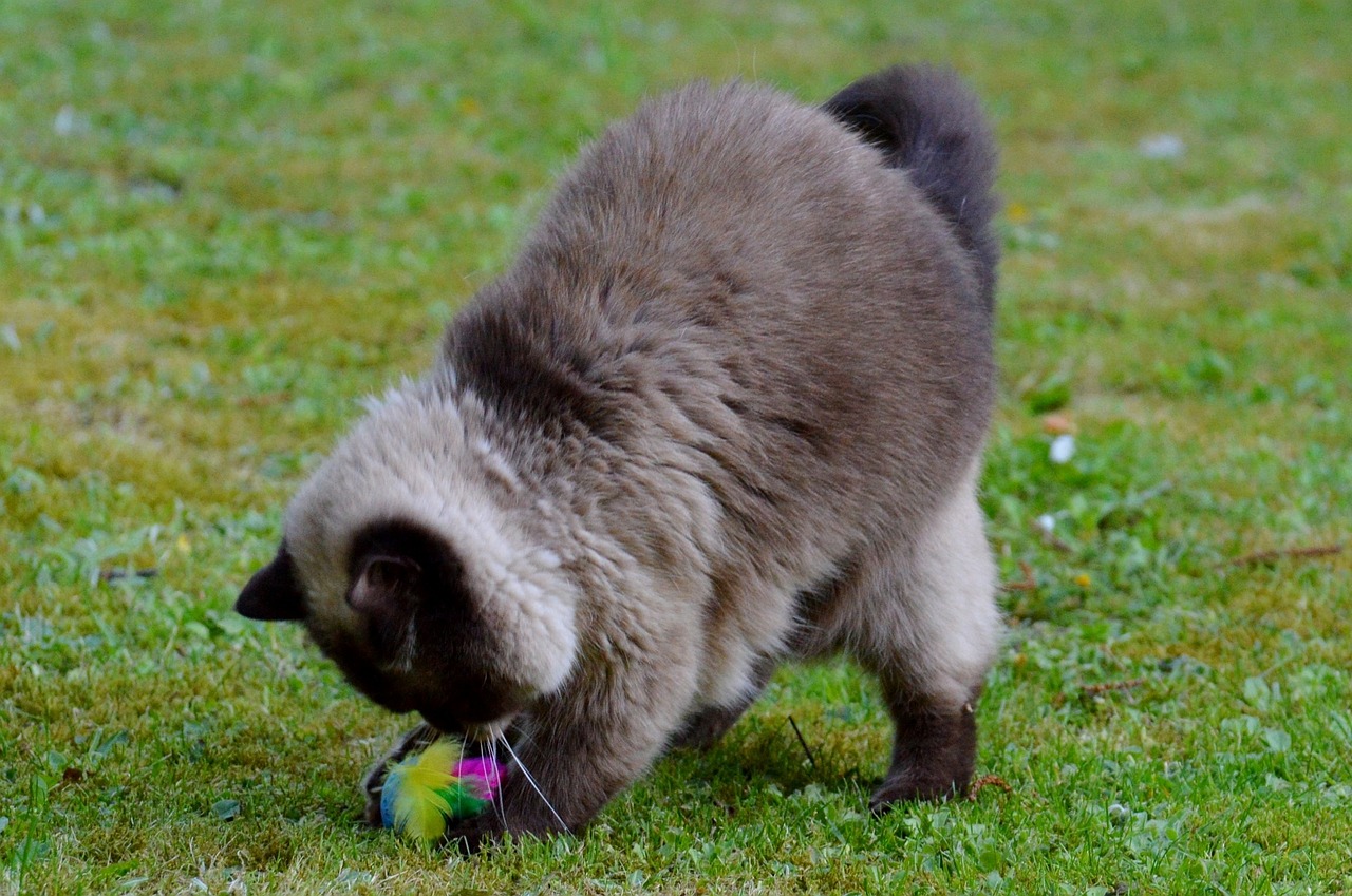 cat british shorthair play free photo