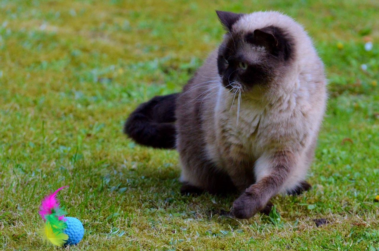 cat british shorthair play free photo