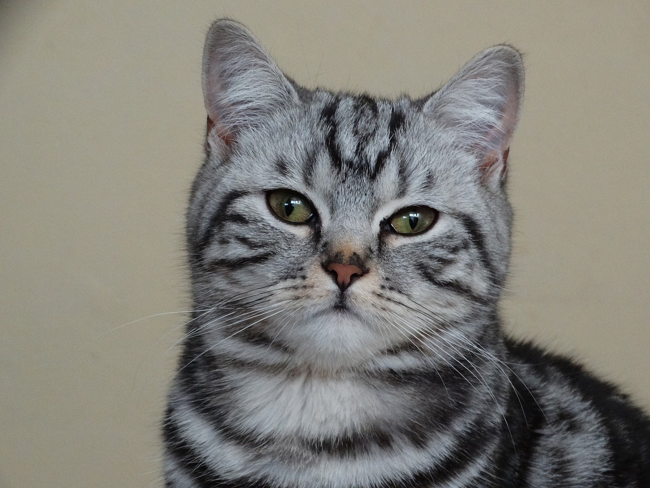cat british shorthair domestic animal free photo