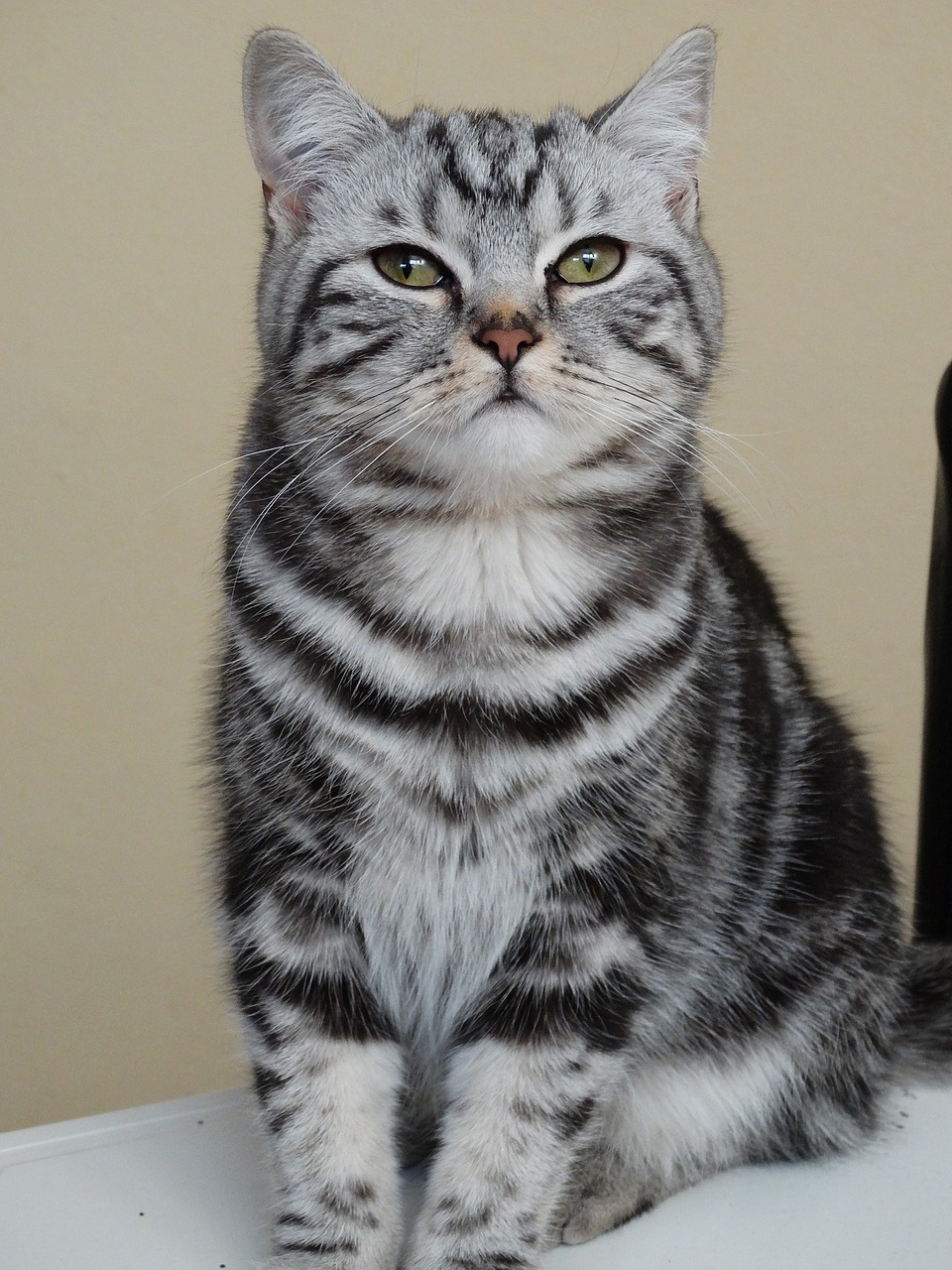 cat pet british shorthair free photo