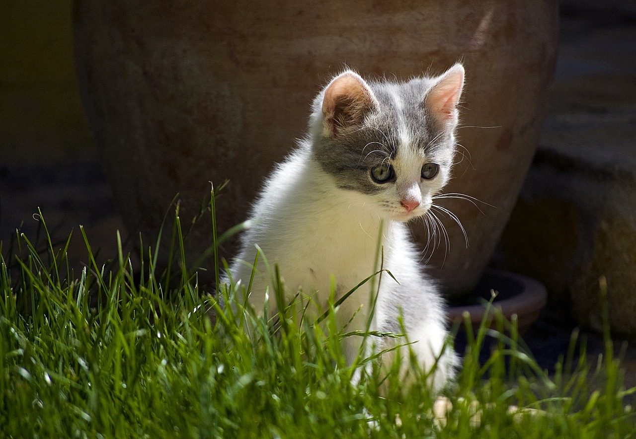 cat kitten cute free photo